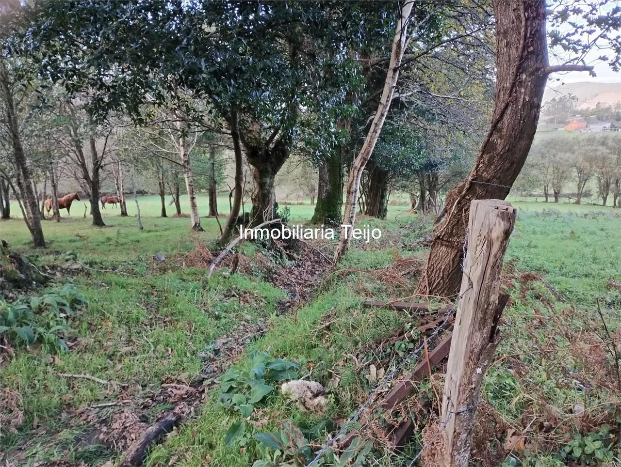 Foto 2 SE VENDE FINCA RÚSTICA EN ANCA  (NEDA)